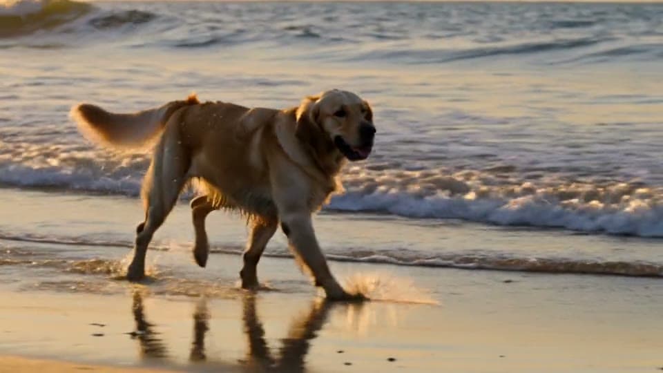 A golden retriever runs through shallow ocean waves at sunset in slow motion, filmed from a low tracking shot