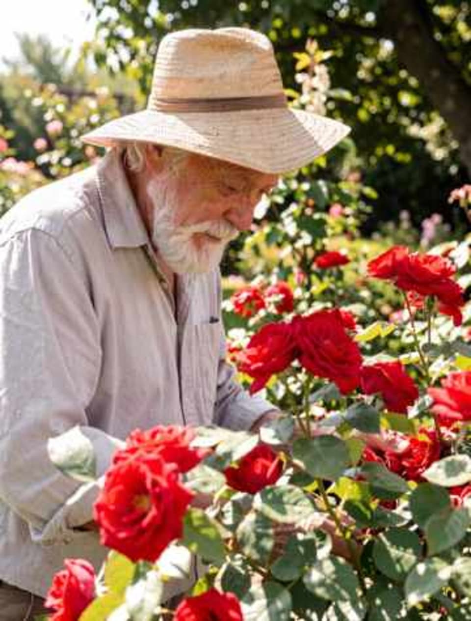 A small, blurry photo of an old man in a straw hat among red roses, before enhancing